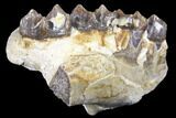 Oreodont (Merycoidodon) Jaw Section - South Dakota #128136-1